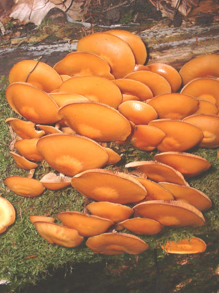 Cogumelos Villard de Lans