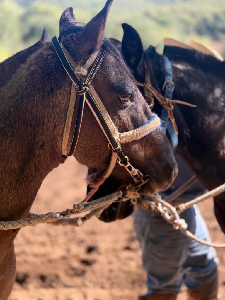 Clos Apalta Residence Chile