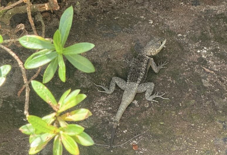NANNAI Muro Alto Porto de Galinhas