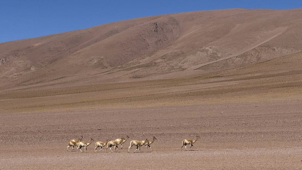 Awasi Atacama