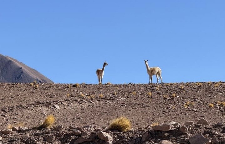 Awasi Atacama