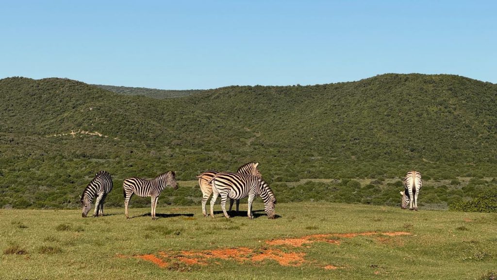 Shamwari Reserve Safári África do Sul
