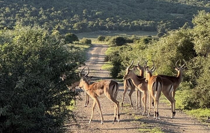 Shamwari Reserve Safári África do Sul