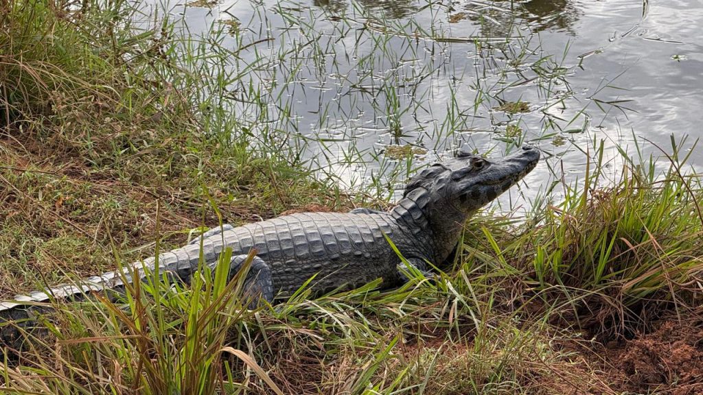 Caiman Pantanal