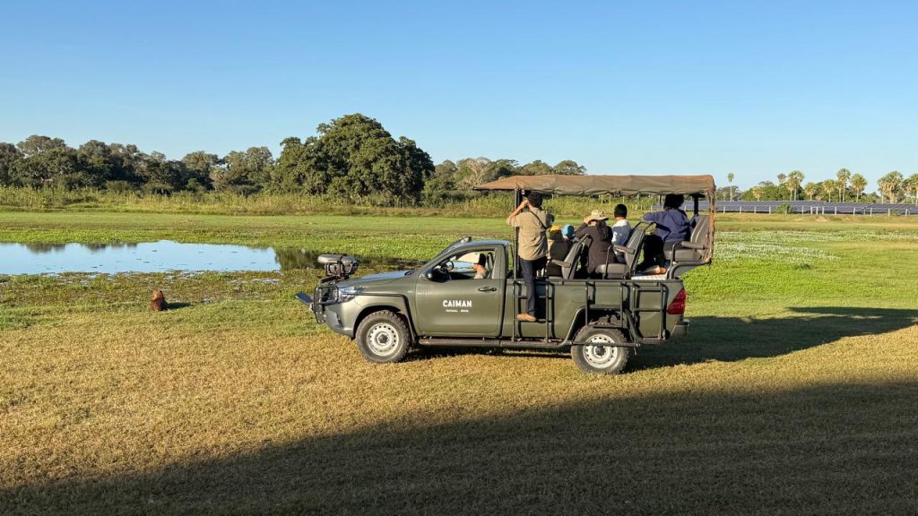 Caiman Pantanal